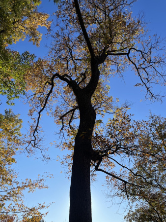Дуб острейший (лат. Quercus acutissima) 10 шт, семена 