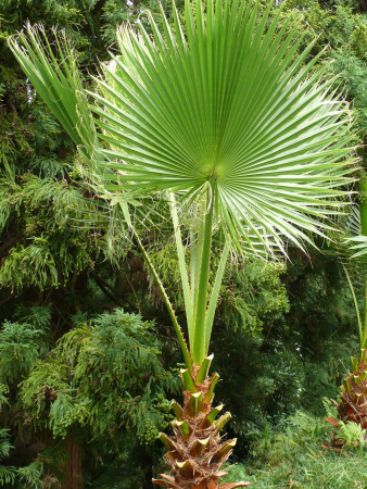 Пальма Вашингтония нитеносная (лат. Washingtonia filifera), саженец, 1 шт