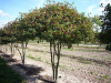 Боярышник сливолистный (лат. Crataegus prunifolia), семена