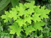 Клен остролистный (лат. Acer platanoides), семена