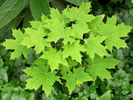 Клен остролистный (лат. Acer platanoides), семена