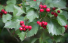 Боярышник микс: Арнольда, крупноплодный, сибирский (лат. Crataegus mix), семена