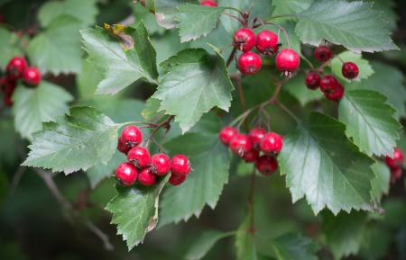 Боярышник микс: Арнольда, крупноплодный, сибирский (лат. Crataegus mix), семена
