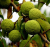 Маклюра оранжевая, или яблоносная (лат. Maclura pomifera), семена