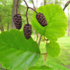 Ольха черная (лат. Alnus glutinosa), семена 