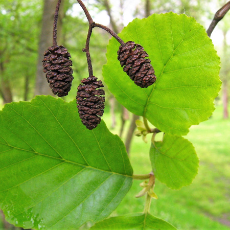 Ольха черная (лат. Alnus glutinosa), семена 