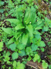 Черемша медвежий лук (лат. Allium ursinum), семена