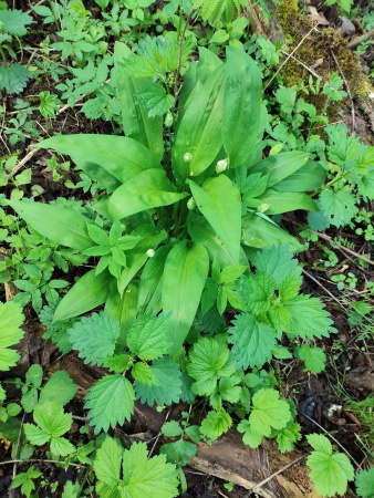 Черемша медвежий лук (лат. Allium ursinum), семена