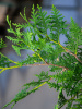 Туя западная Брабант (лат. Thuja occidentalis 'Brabant'), семена