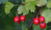 Боярышник Мейера (лат. Crataegus meyeri), семена
