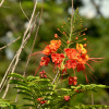 Цезальпиния красивейшая "Павлиний цветок" (лат. Caesalpinia pulcherrima), семена
