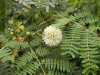 Мимоза белая, или Леуцена светлоголовчатая (лат. Leucaena leucocephala), семена