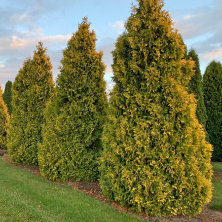 Туя западная Голден Брабант (лат. Thuja occidentalis 'Golden Brabant'), семена