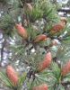 Кедр атласский (лат. Cedrus atlantica), семена
