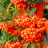 Пираканта гибридная Оранж Глоу (лат. Pyracantha Orange Glow)
