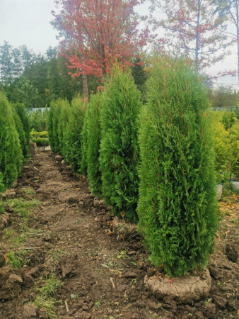 Туя западная Колумна (Thuja occidentalis 'Columna'), семена