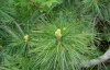 Сосна румелийская, или балканская, или македонская (лат. Pinus peuce), семена