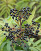 Бузина травянистая (лат. Sambucus ebulus), в ягодах