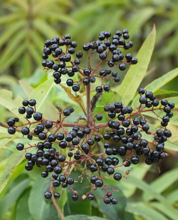 Бузина травянистая (лат. Sambucus ebulus), в ягодах