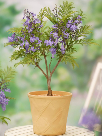 Жакаранда мимозолистная "Фиалковое дерево" (лат. Jacaranda mimosifolia), семена