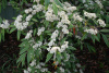 Кизильник иволистный (лат. Cotoneaster salicifolius), семена