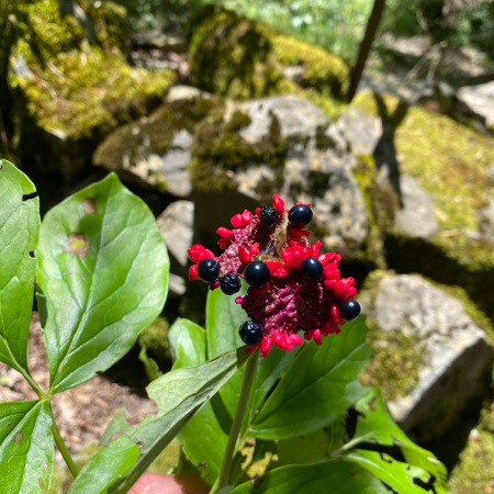 Пион кавказский Май Лилак (лат. Paeonia caucasica 'May Lilac'), семена 
