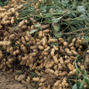 Арахис культурный или арахис подземный (лат. Arachis hypogaea) 10 шт, семена
