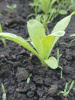 Календула лекарственная многолетняя (лат. Calendula officinalis), семена 50 шт