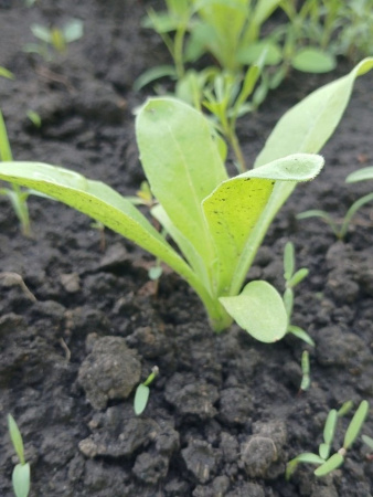 Календула лекарственная многолетняя (лат. Calendula officinalis), семена 50 шт