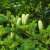 Пихта цельнолистная (лат. Abies holophylla) с зеленой шишкой, семена