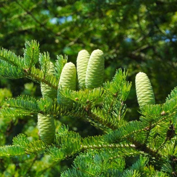 Пихта цельнолистная (лат. Abies holophylla) с зеленой шишкой, семена