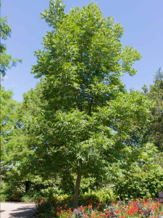 Хикан гибридный орех (лат. Carya ovata х Carya illinoinensis), семена