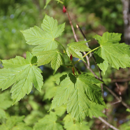 Клен Гельдрейха (лат. Acer heldreichii Orph), семена