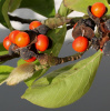 Магнолия кобус (лат. Magnolia kobus), семена