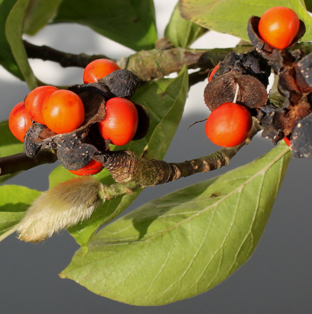 Магнолия кобус (лат. Magnolia kobus), семена