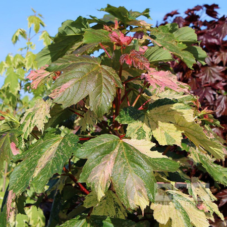 Клен ложноплатановый Леопольди (лат. Acer pseudoplatanus 'Leopoldii'), семена