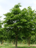 Бук европейский, или бук лесной (лат. Fagus sylvatica), семена