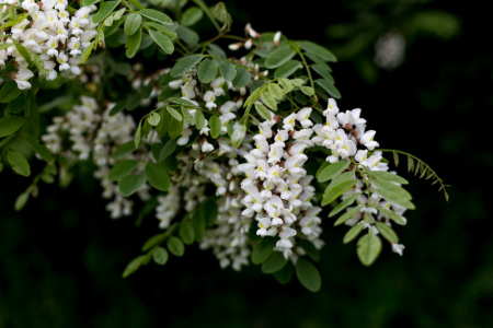 Акация белая (лат. Robinia pseudoacаcia), семена