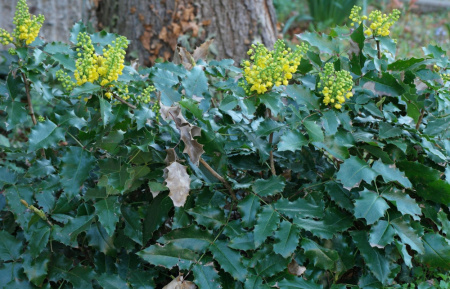 Магония падуболистная (лат. Mahonia aquifolium), семена