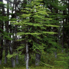 Лиственница даурская, или Лиственница Гмелина (лат. Larix dahurica), семена