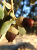 Дуб каменный (лат. Quercus ilex), сеянец, 3 шт 