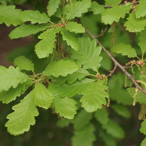 Дуб скальный (лат. Quercus petraea), семена