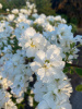 Экзохорда кистистая (лат. Exochorda racemosa), семена 