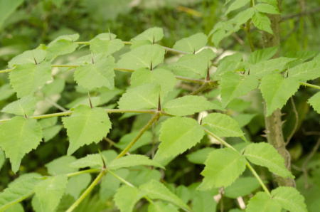 Аралия высокая Пирамидалис (лат. Aralia elata 'Pyramidalis'), семена