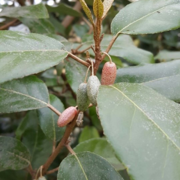 Лох Эббинге (лат. Elaeagnus × ebbingei), семена