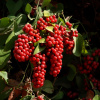 Смилакс, или Сассапариль (лат. Smilax), семена 