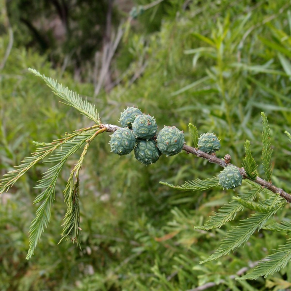 Таксодиум мексиканский, или болотный кипарис (лат. Тaxodium mucronatum), семена 