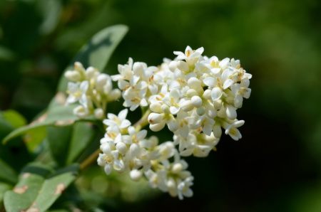 Бирючина обыкновенная (лат. Ligustrum vulgare), семена