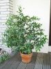 Эвкалипт лимонный (лат. Eucalyptus citriodora), саженец, 1 шт