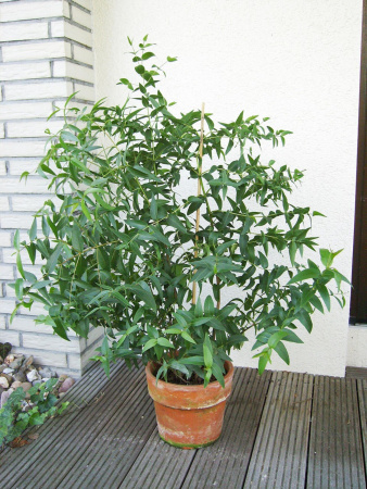Эвкалипт лимонный (лат. Eucalyptus citriodora), саженец, 1 шт